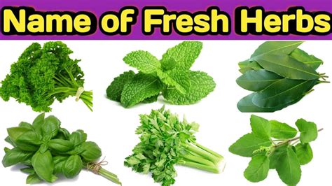 Types Of Fresh Herbs Name Of Herbs Herbs Ke Naam Herbs Youtube