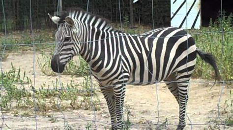 Zebra At The Long Island Game Farm Youtube