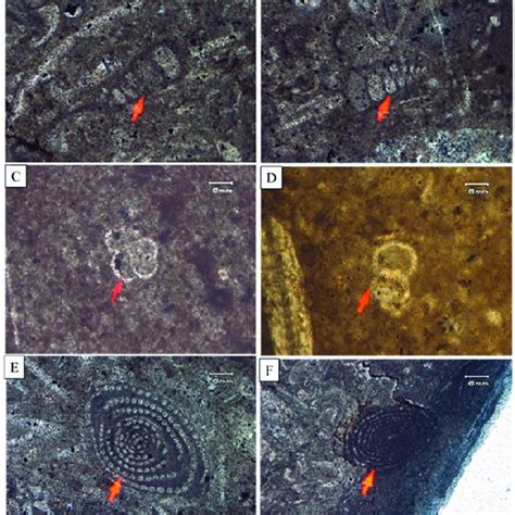 Pdf Foraminiferal Studies Of Eocen Shekhan Formation Panoba Section