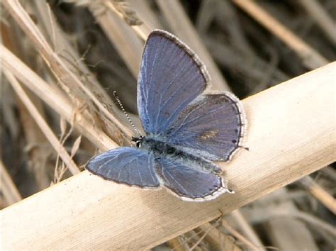 Western Tailed Blue Butterfly In Alaska