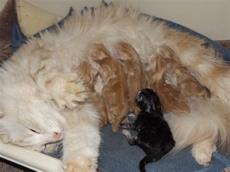 Vaidurya Norwegian Forest Cats Radhas First Litter Newborn