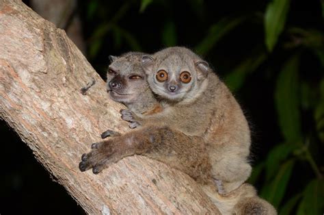 Northern Sportive Lemur With Young Lemur Primates Animal Groups