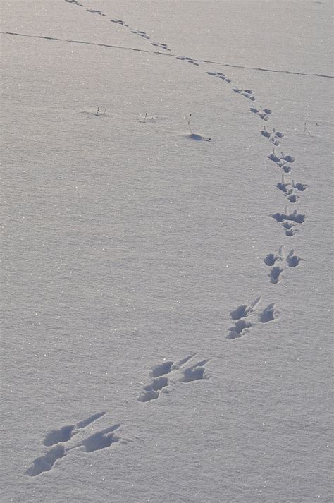 ślady na śniegu - Podlasie - Polskie Krajobrazy