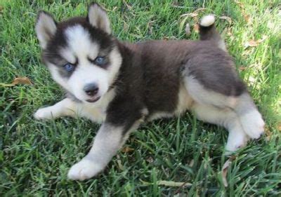 If a husky fits in your family then we are here to help you fill that void! Siberian husky puppies for adoption