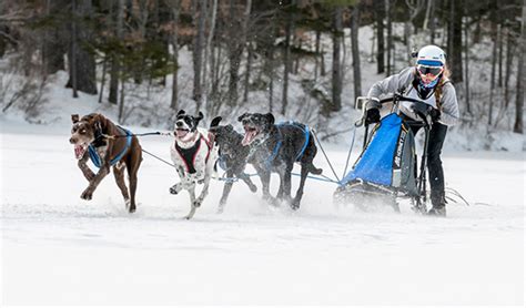 Born To Run Sprint Sled Dog Racing Is Fast And Furry Ous Sports