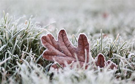 Dried Leaf Surrounded By Green Snowed Grass Hd Wallpaper Wallpaper Flare