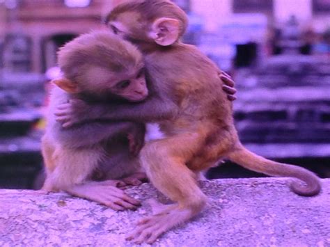 ️two Little Monkeys Hugging Ormaybe Theyre Trying To Push One