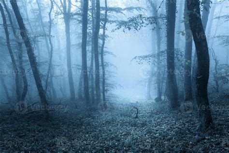 Trail Through A Mysterious Dark Forest In Spring 1320521 Stock Photo At