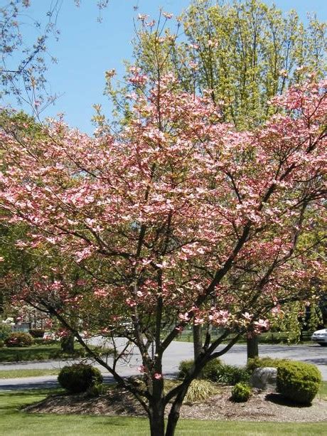 Florida's botanical bounty means a million shades of green. A GUIDE TO NORTHEASTERN GARDENING: Deciduous Trees & Shrubs