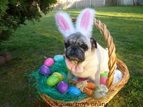 Easter Pug Pug Pictures Funny Animal Pictures Cute Pugs Cute Funny
