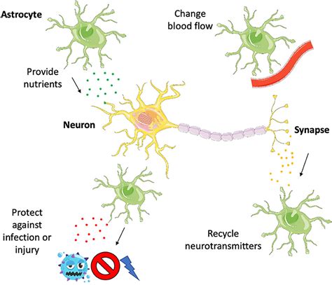 Understanding Human Astrocytes The Neglected Stars Of The Brain