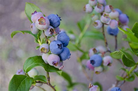 Biloxi Blueberry Plants For Sale Southern Berries Usa