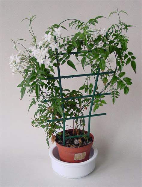 Healthy Jasmine Vines Can Live For Several Years As Long As You Keep