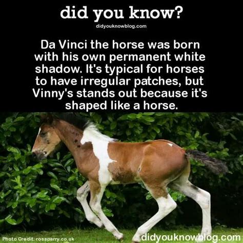 Da Vinci Horse Wtf Fun Facts Animal Facts Weird Facts
