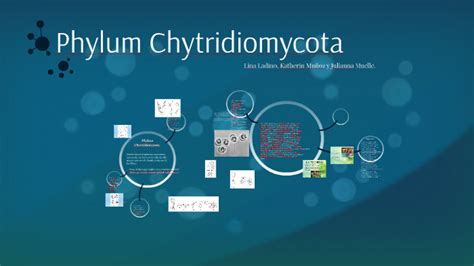 Phylum Chytridiomycota
