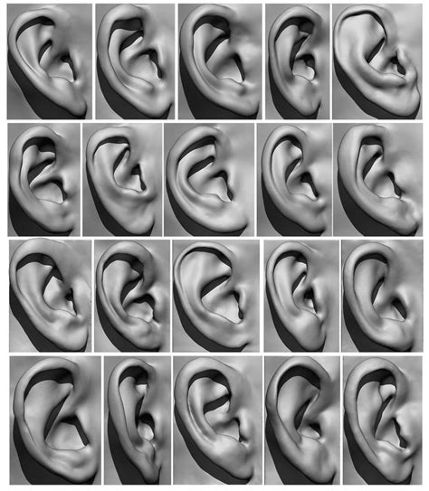 Many Different Images Of The Same Ear