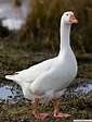 Identify Domestic Geese - Wildfowl Photography.