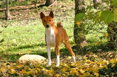 Basenji Dog Breed Information All About Dogs