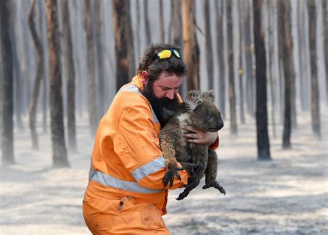 Photos Animals Rescued From Australias Bushfires The Atlantic