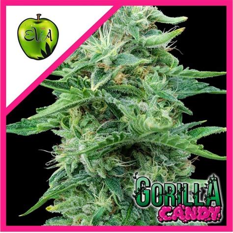 Eva Seeds Gorilla Candy Fem X3