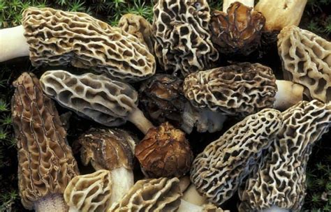 9 Common Mushrooms In Ohio Star Mushroom Farms