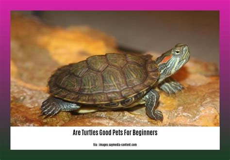 Are Turtles Good Pets For Beginners A Seasoned Pet Enthusiasts Insights