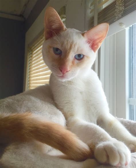 Meet Atticus A Five Month Old Red Tabby Point Siamese Cats Siamese