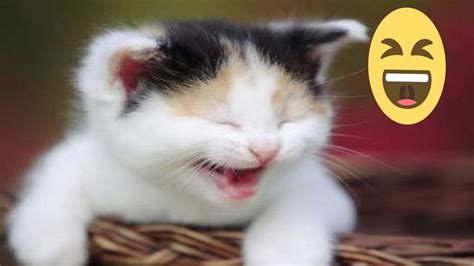 Kumpulan Video Kucing Terlucu Part 20 Kucing Lucu Kucing Imut YouTube