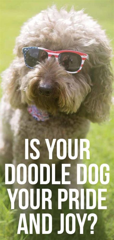Doodle Dog Breeds 21 Reasons Why Doodles Are So Popular