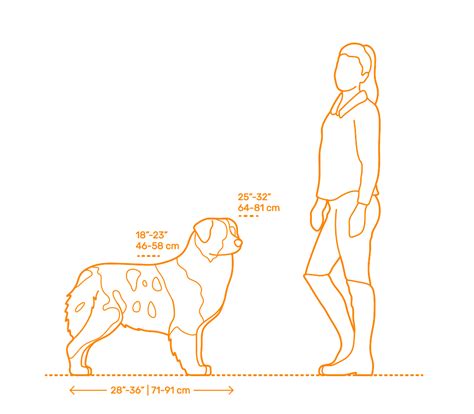 Australian Shepherd Dimensions And Drawings Dimensionsguide