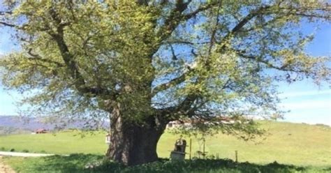A árvore De Carvalho Mais Velha Da Europa Está Em Uma Cidade Do Norte