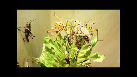 Giant Insect Battle Fight Lubber Grasshopper Romalea Guttata