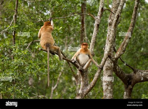 Two Proboscis Monkeys Sitting On Trees In The Rain Forest Stock Photo