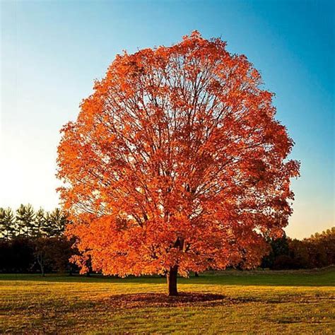 5 Seeds Sugar Maple Tree Seeds Excellent Long Living Etsy Canada