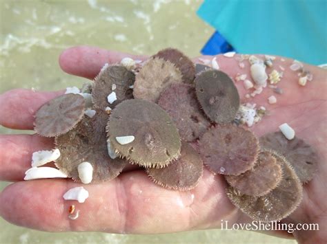 How To Identify Differences Between Live And Dead Sand Dollars I Love