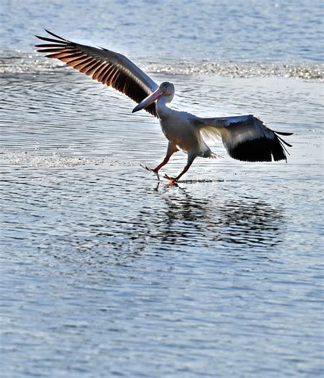 The Advocate (Baton Rouge, LA) - Home