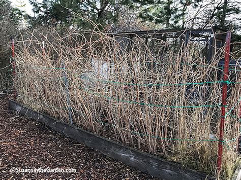 How To Prune Raspberry Canes Susans In The Garden