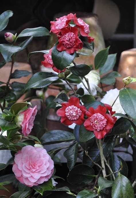 Pink Perfection Camellia Japonica Shrubs