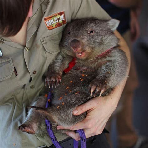 Australia On X Baby Animals Wombat Australia Animals