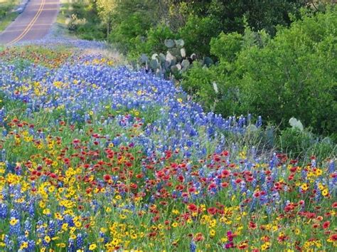 Texas Wildflowers Are A Thing And They Are Beautiful