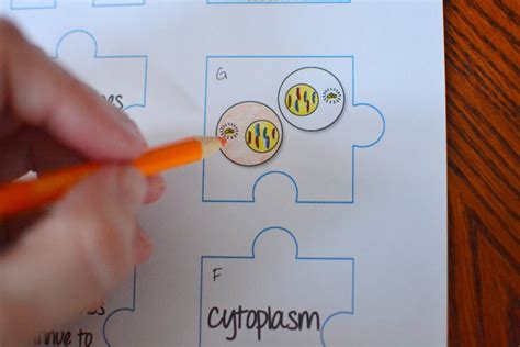 Mitosis Puzzle Activity Math In Demand