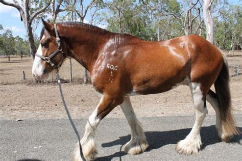 Clydesdale Horses For Sale Clydesdale Horse Horsezone Page 1