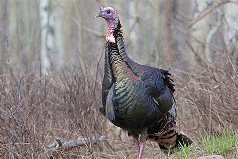 Apply For Utahs Spring Turkey Hunting Permits Starting Dec 1
