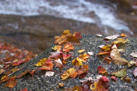 Free Picture Autumn Creek Water Water River Rocks Leaves Foliage