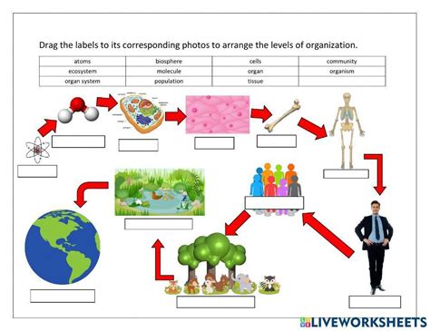 Levels Of Biological Organism Worksheet Live Worksheets