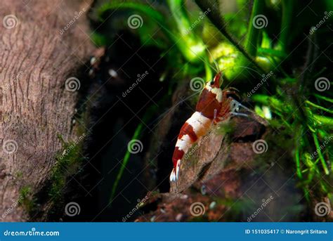 Red Wine Dwarf Shrimp Look For Food On Pottery And Near Decorative In
