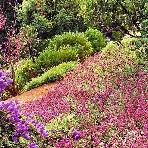 All About Groundcover Hillside Landscaping Ground Cover
