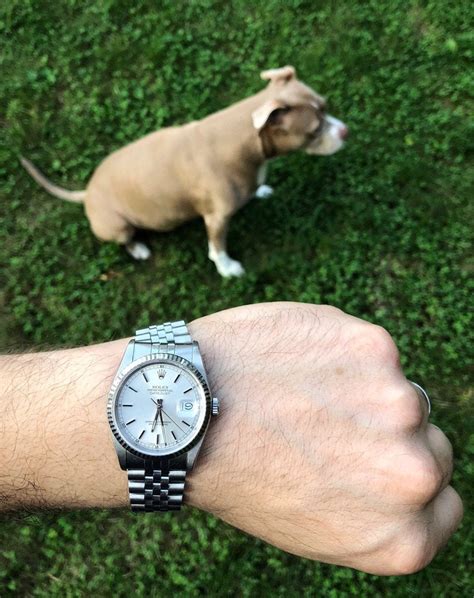 Rolex Dog And Datejust Watches