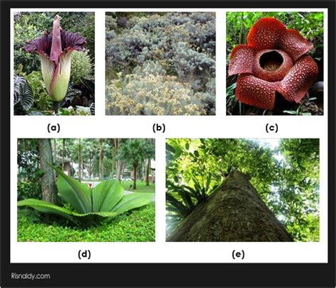 Keanekaragaman Flora Di Indonesia Ujian