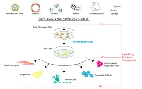 Stem Cell Transfection Solutions Mirus Bio Llc